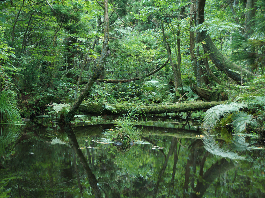 杉沢の沢スギ<br>（沢スギ自然館）